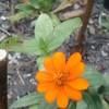 mohammad_munir